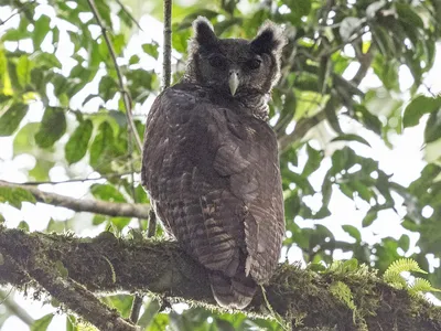 Филин (Bubo bubo)