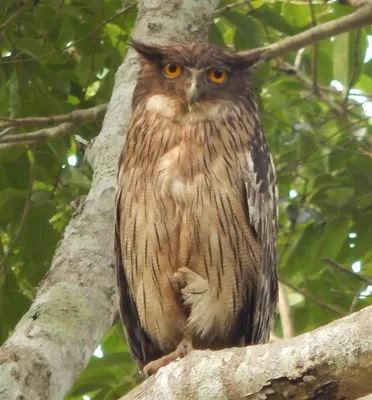 Совы (основные отличия): филин, ушастая и болотная сова | Siberian Birds  Guide | Дзен