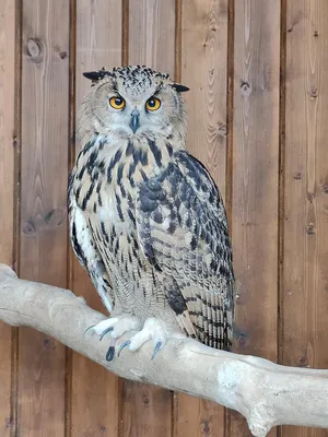 Обыкновенный филин (Bubo bubo). Птицы Сибири.