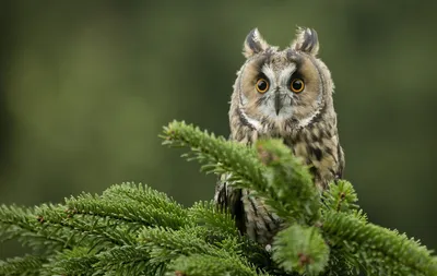 Скачать обои сова, минимализм, синий фон, owl, ловец снов, dreamcatcher,  раздел минимализм в разрешении 1920x1080