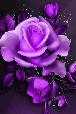 Pin by Roxy_Foxy on Purple | Purple flowers wallpaper, Purple roses  wallpaper, Purple roses