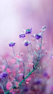 Обои Полевые цветы, 4k, HD, фиолетовый, Wildflowers, 4k, HD wallpaper,  purple, Природа #4704