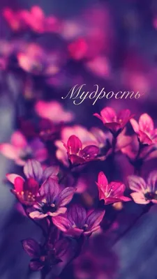 Pin by Markiza on Обои для телефона | Flower iphone wallpaper, Flower  background wallpaper, Cellphone wallpaper