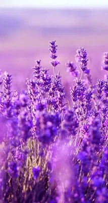 Обои wallpaper iPhone lavender | Фиолетовые цветочные композиции, Цветки  лаванды, Цветочные фоны