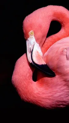 Обои Фламинго, милые животные, розовый, Flamingo, cute animals, pink,  Животные #4552 - Страница 11