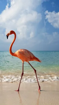 HD Flamingo Backgrounds Images,Cool Pictures Free Download - Lovepik.com