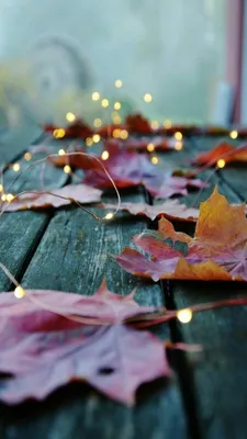 Фон , Обои , Заставка на телефон , сохранить , Листья , Осень | Free fall  wallpaper, Fall background, Cute fall wallpaper