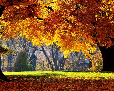 Download \"Autumn\" wallpapers for mobile phone, free \"Autumn\" HD pictures