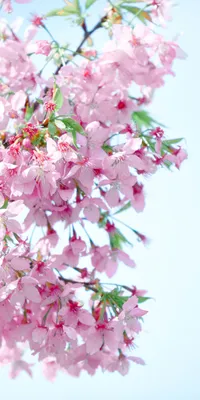 Spring Cherry Blossom Sakura Vertical Photography Picture Romance Phone  Wallpaper | PSD Free Download - Pikbest