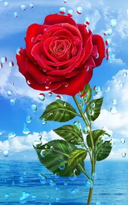 Wallpaper flowers red цветы природа обои на телефон | Цветочная живопись на  холсте, Цветочные картины, Текстурированные обои