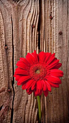 Обои iPhone wallpapers | Popular flowers, Most popular flowers, Gerbera  daisy