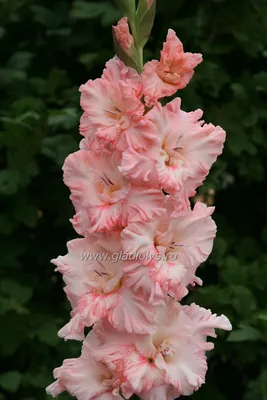 ЦВЕТОЧНЫЙ НАБОР ГЛАДИОЛУСЫ - купить в Санкт-Петербурге | FLOWER BAR