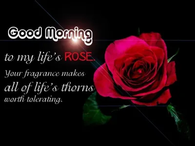 Good Morning Images, Wishes, Quotes, Greetings, Text, WhatsApp Status N  Messages