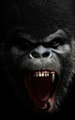 Angry Silverback Gorilla Drawing Roaring gorilla - viewing | Gorilla  wallpaper, Silverback gorilla, Gorillas art