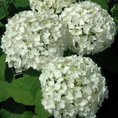 Гортензия метельчатая Ред Вельвет, Hydrangea Living Red Velvet | САД ПОЛТАВИ