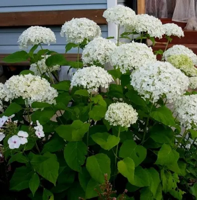 Гортензия метельчатая (Hydrangea paniculata `Skyfall`) - Гортензия  метельчатая - Кустарники - Каталог - LESKOVO-PITOMNIK.ru