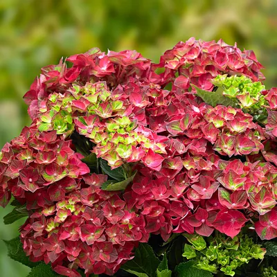 Гортензия метельчатая Саммер Лав Hydrangea paniculata Summer Love - купить  декоративные и хвойные растения с доставкой по Украине в магазине Добродар