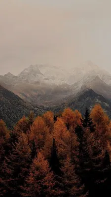 Осень. Горы. Обои на телефон | Free fall wallpaper, Autumn phone wallpaper,  Fall backgrounds iphone