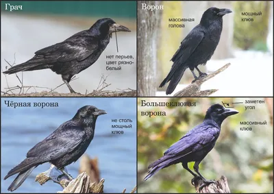 Врановые (основные отличия): грач, ворон, чёрная, серая и большеклювая  ворона | Siberian Birds Guide | Дзен