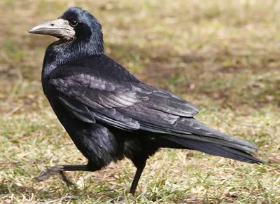 Грач Corvus frugilegus Rook