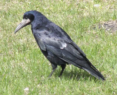 Грач (Corvus frugilegus). Птицы Европейской России.