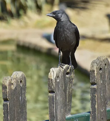 Грач (Corvus frugilegus). Птицы Европейской России.