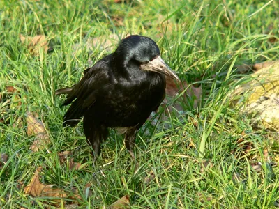 Грач (Corvus frugilegus). Птицы Сибири.