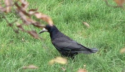 Грач, Corvus frugilegus frugilegus, Rook | Москва, Сев. Буто… | Oleg  Nabrovenkov | Flickr