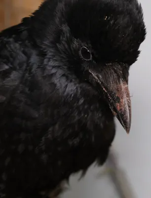 Грач (Corvus frugilegus). Photographer Polyakov Mihail