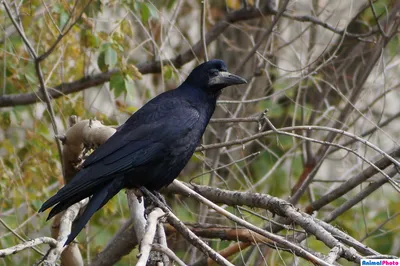 Грач (Corvus frugilegus)