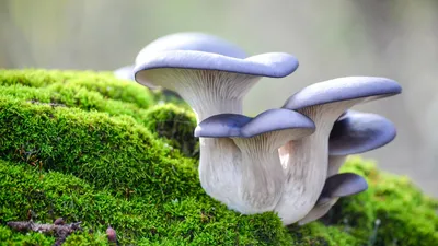 Белый гриб настоящий (Boletus edulis) – Грибы Сибири