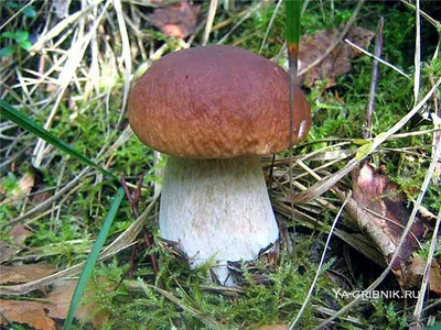 Коллаж Съедобные Грибы, Сыроежка; Suillus; Груздь; Leccinum Aurantiacum;  ЕКАК, Lycoperdon Фотография, картинки, изображения и сток-фотография без  роялти. Image 15494988