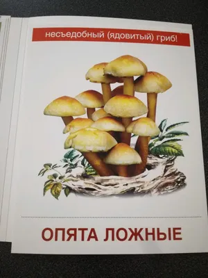 Как отличить ядовитые грибы от съедобных? | Справедливый | Дзен