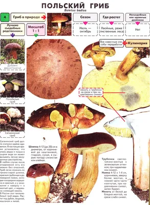 Съедобные грибы в России: названия, описание, внешний вид, фото, где  растут: Природа: Моя страна: Lenta.ru