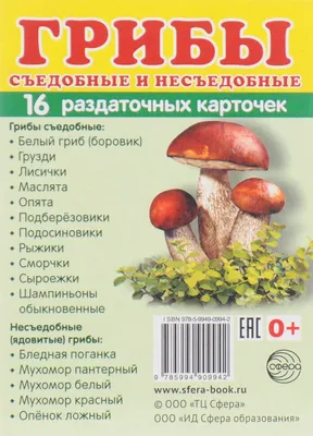 Съедобные грибы: какие можно собирать и где найти в Казахстане