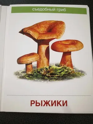 Иллюстрация 17 из 30 для Демонстрационные картинки \"Грибы съедобные и  несъедобные\" (173х220 мм) - Т. Цветкова |