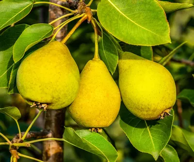 Груша обыкновенная (Pyrus communis) — описание, выращивание, фото | на  LePlants.ru