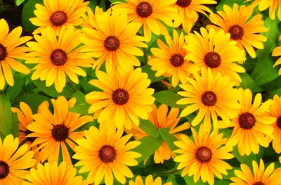 Фон рабочего стола где видно рудбекия, желтые цветы, яркие обои, Rudbeckia,  fleurs jaunes, papier peint brillant, rudbeckia, yellow flowers, bright  wallpaper