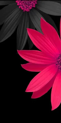 Pink flowers wallpaper, Beautiful wallpapers, Flower backgrounds