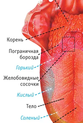 Девиация языка. Блог Лого-Эксперт