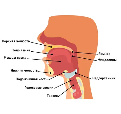 Наш русский язык | «Планета»