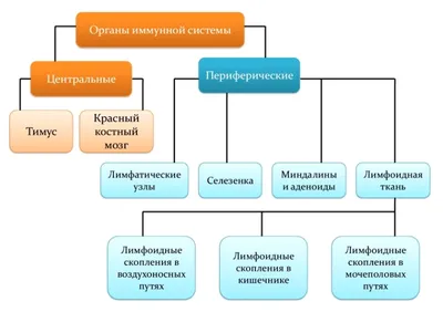 Какие компоненты крови образуют иммунную систему