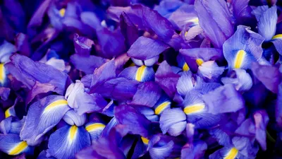 Обои Ирис, 5k, 4k, макро, цветы, фиолетовый, Iris, 5k, 4k wallpaper, macro,  flowers, purple, ОС #5347 - Страница 89