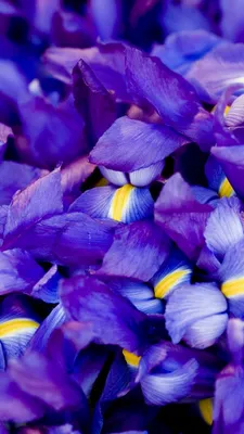 Wallpaper Iris, 5k, 4k wallpaper, macro, flowers, purple, Nature #5347