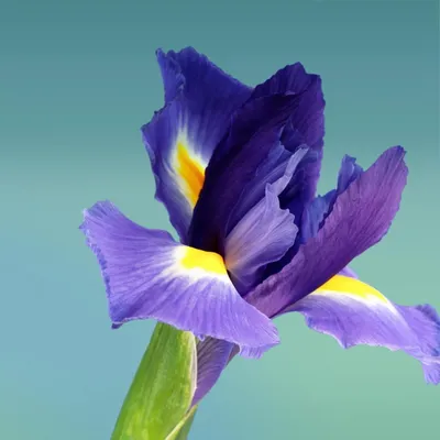 Mobile wallpaper: Iris, Flowers, Plants, 15175 download the picture for  free.