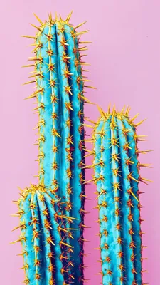 Pin by Stephanie on Color Lover | Android wallpaper, Cactus, Android art