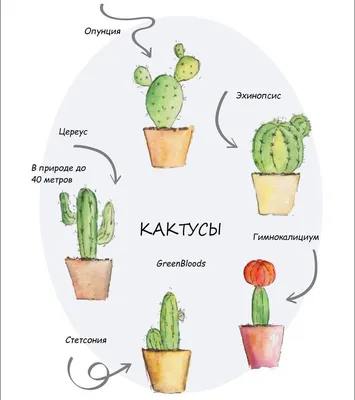 Кактусы 🌵 - большой ассортимент в наличии