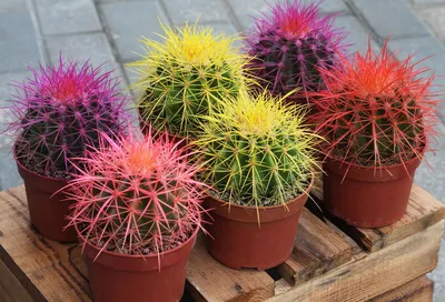 Кактус Echinocactus Grusonii в интернет-магазине VALLES.RU