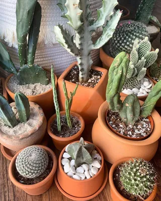 Кактусы кактус и Succulents Стоковое Изображение - изображение  насчитывающей цветасто, средства: 122320243