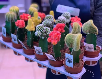 Кактус мини (микс) купить в Минске с доставкой | Cactus.by